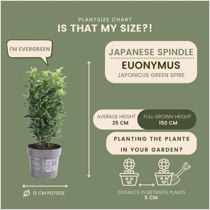 Euonymus Japonicus 'Green Spire' - Buksbom-erstatning - ↕25cm - Ø12cm - 24x