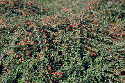 Cotoneaster Suecicus 'Coral Beauty' - ↕10-25 cm - Ø9 cm - Bodendecker - Beetpflanze - 6 Stück