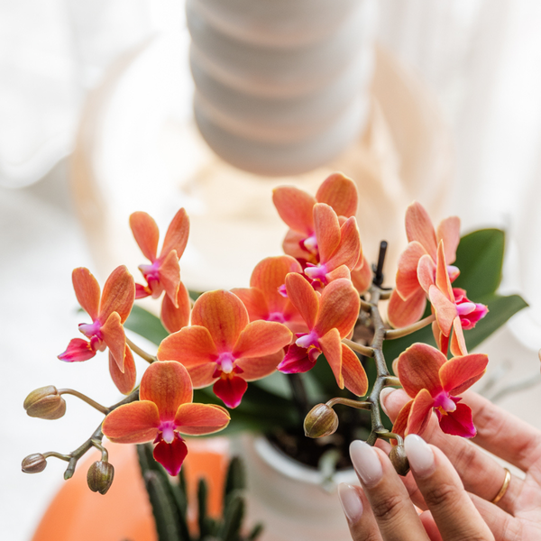 Oranje orchidee Bolzano + Star Fish sierpot - Ø9cm - Bloeiende kamerplant