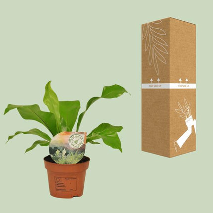 Asplenium Nidus - ↕35cm - Ø12cm - Helecho nido