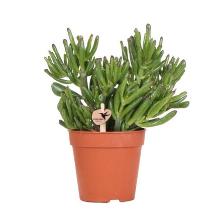 Crassula Hobbit - Sukkulente - Ø12cm - Kolibri Greens