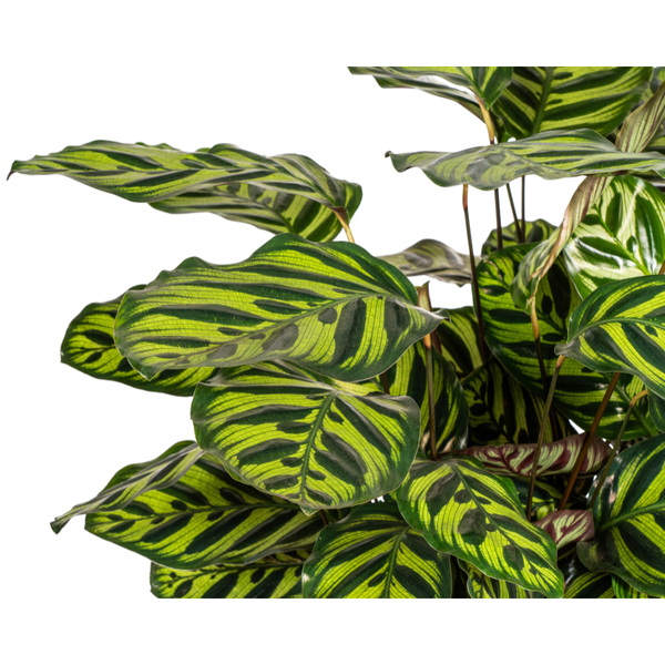 Calathea Makoyana - ↕70cm - Ø27cm
