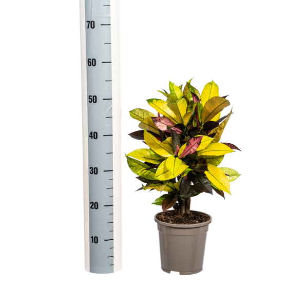 Codiaeum 'Croton' Iceton - ↕50cm - Ø17cm