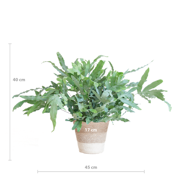Phlebodium Aureum 'Blue Star' - Blauwvaren - met Mand Lissabon wit - ↕40cm - Ø17cm