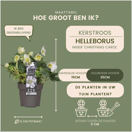 Helleborus niger 'Christmas Carol' – Christrose – ↕20 cm – Ø12 cm – 6 Stück