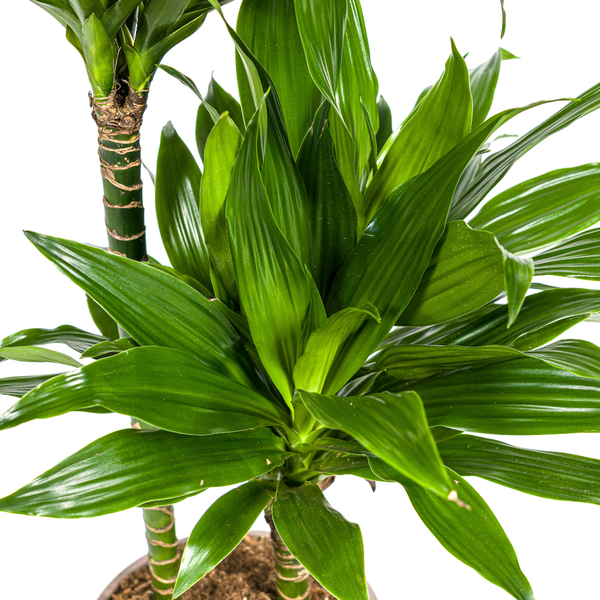 Dracaena Deremensis Green Jewel - ↕80cm - Ø19cm