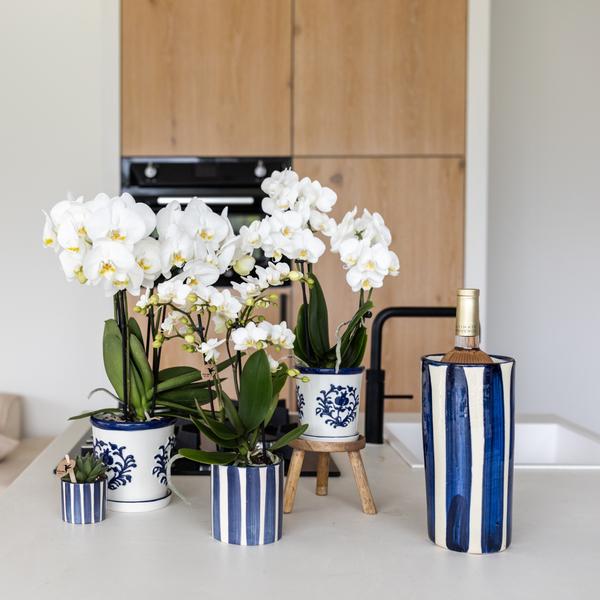 Maceta Kolibri Home I Málaga - Azul - Ø6cm