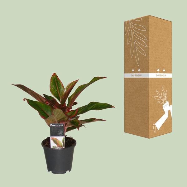 Aglaonema Crete - ↕50cm - Ø12cm