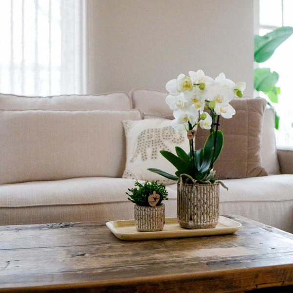 Gift set Untamed Nature small | Groene plant met witte Phalaenopsis orchidee Amabilis in Jaguar sierpotten op bamboe dienblad