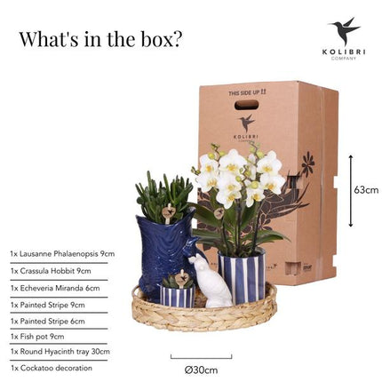 Kolibri Company | Mediterranes Sonnenuntergangs-Pflanzenset | Weiße Phalaenopsis-Orchidee Lausanne und Sukkulenten inkl. dekorativer Keramiktöpfe