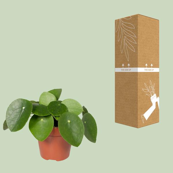 Pilea Peperomiodes - Pannenkoekplant - ↕25cm - Ø15cm