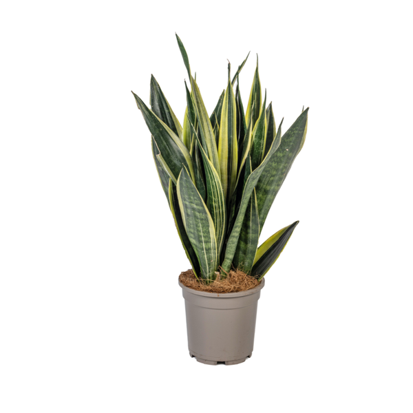 Sansevieria Trifasciata 'Canary' – Schwiegermutterzunge' – ↕50–55 cm – Ø17 cm