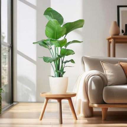 Strelitzia Nicolai con maceta Viber blanca - ↕80cm - Ø21cm