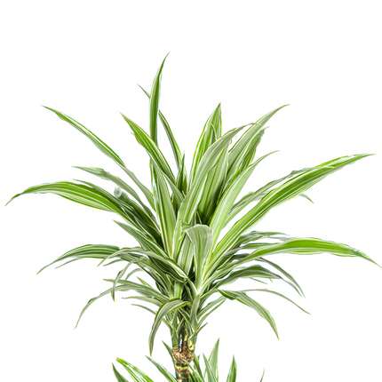 Dracaena Deremensis Hvidstribet - ↕80cm - Ø19cm