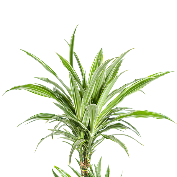 Dracaena Deremensis White Stripe - ↕80cm - Ø19cm