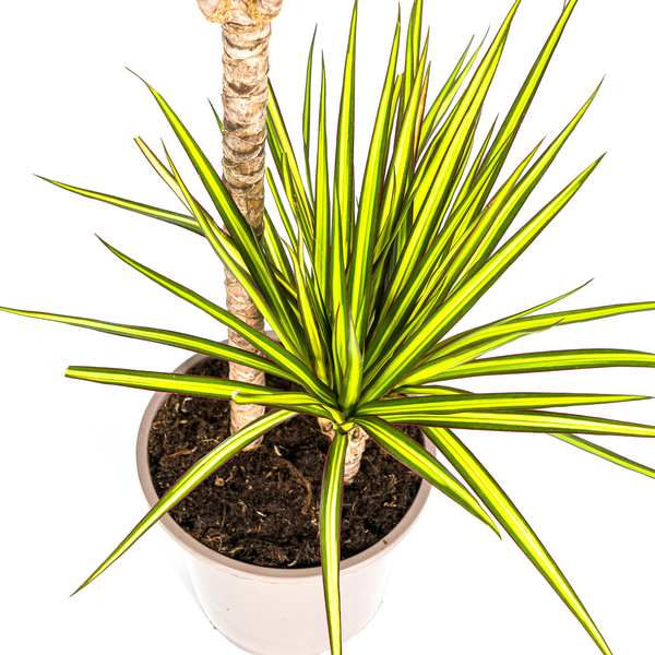 Dracaena Marginata Sunray - ↕80-100cm - Ø19cm - Drakenplant