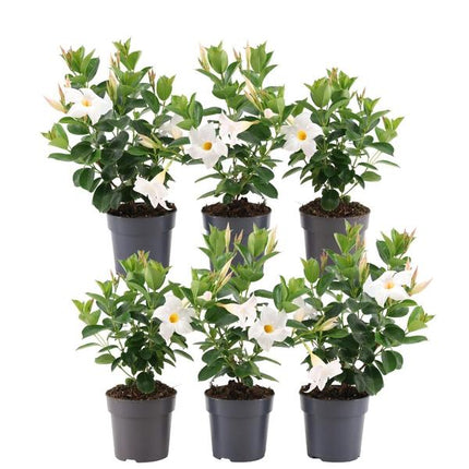 Dipladenia white - Mandevilla white - ↕25cm - Ø12cm - 6x