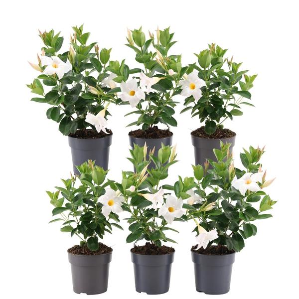 Dipladenia blanca - Mandevilla blanca - ↕25cm - Ø12cm - 6x