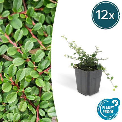 Cotoneaster Procumbens 'Streib's Findling' - Creeping dwarf medlar - ↕10-25cm - Ø9cm - 12x