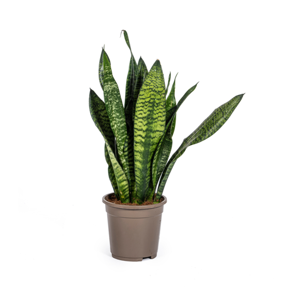 Sansevieria Trifasciata Zeylanica Compacta - Vrouwentong - ↕60cm - Ø17cm