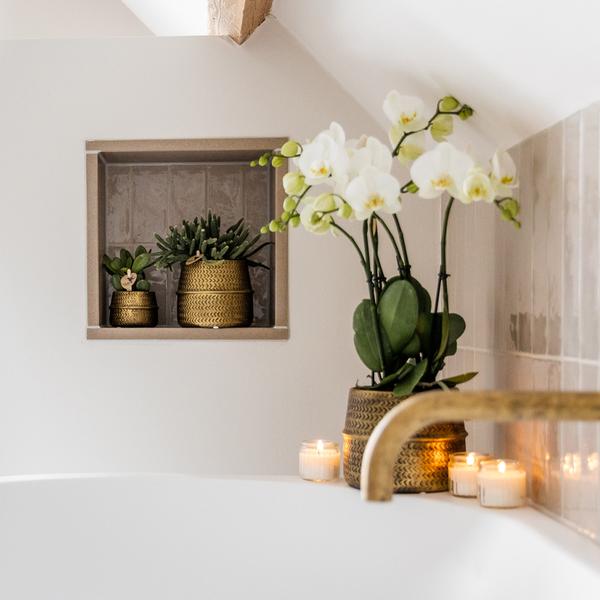 Witte phalaenopsis Jewel Ghent orchidee in goud kleurige Groove sierpot - Ø12cm