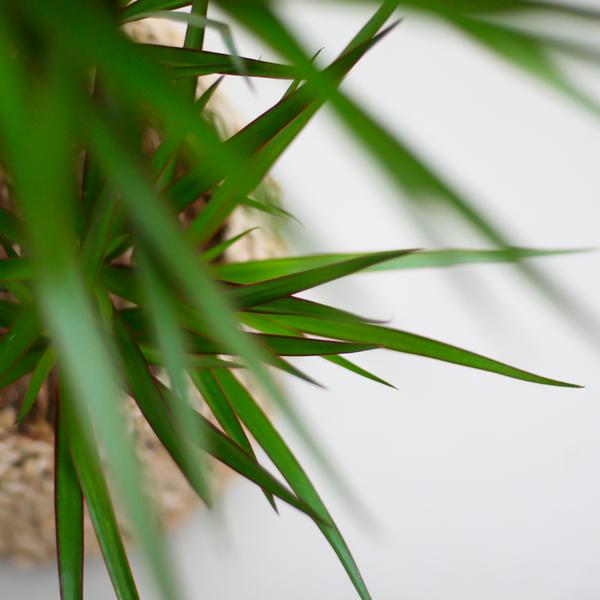 Dracaena Marginata - met Viber pot grijs - ↕95cm - Ø21cm - Drakenplant
