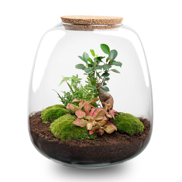 Planten terrarium - Emma - DIY kit - ↑ 25 cm - Ø 23 cm - Bonsai Red + LED
