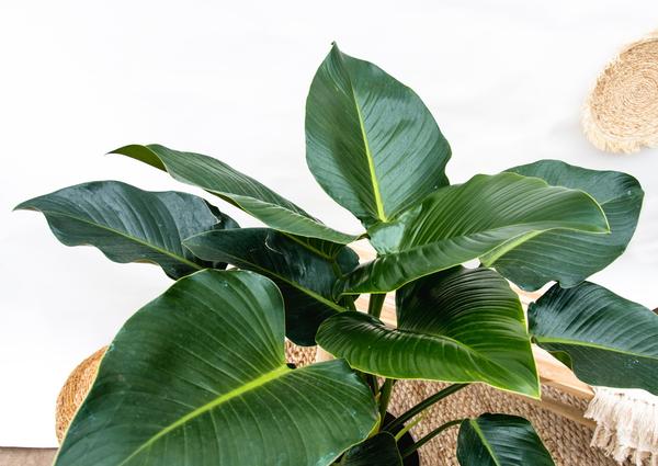 Philodendron Green Beauty - ↕120cm - Ø30cm