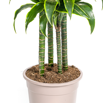 Dracaena Deremensis Dorado - ↕180cm - Ø27cm