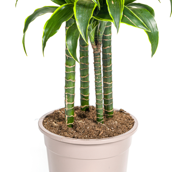 Dracaena Deremensis Dorado - ↕180cm - Ø27cm