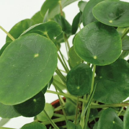 Pilea Peperomiodes - Pancake plant - ↕20cm - Ø12cm - 2x