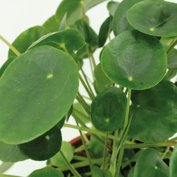 Pilea Peperomiodes - Pannekoekplant - ↕20cm - Ø12cm - 2x