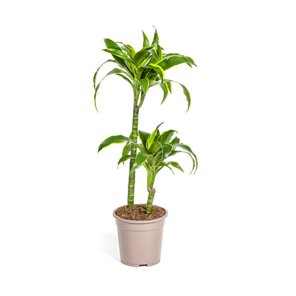 Dracena Deremensis Dorado - ↕80cm - Ø19cm
