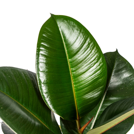 Ficus Elastica Robusta - ↕55cm Ø17cm