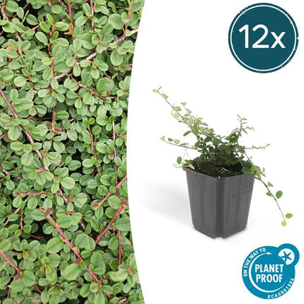 Cotoneaster Procumbens 'Queen of Carpets' - ↕10-25cm - Ø9cm - Couvre-sol - Plante de bordure - 12x