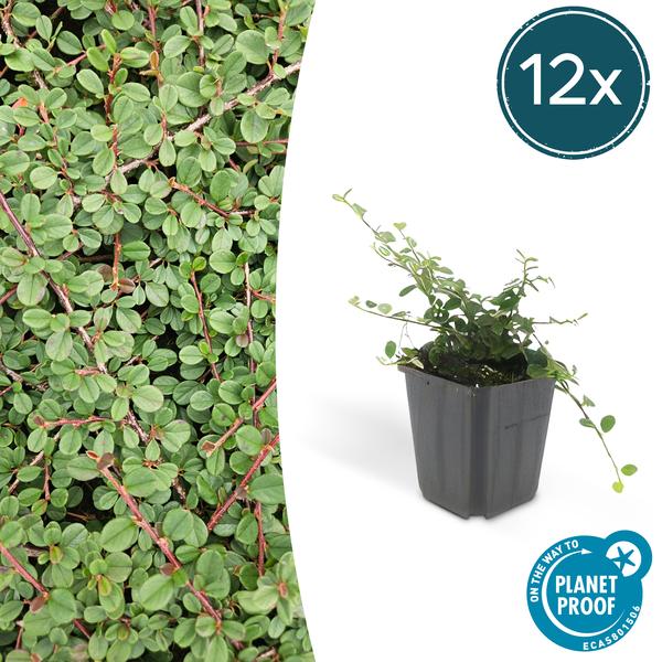Cotoneaster Procumbens 'Queen of Carpets' - ↕10-25cm - Ø9cm - Bodembedekker - Borderplant - 12x