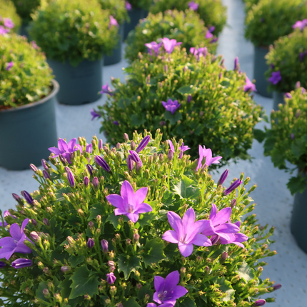 Campanula Addenda Ambella Intens lilla i Granada dekorative potter - Ø12cm - 2x