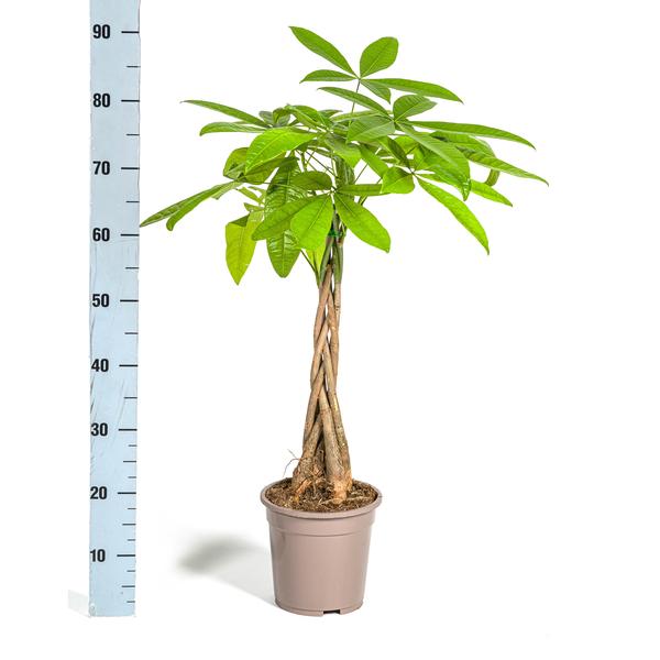 Pachira Aquatica - Geldboom - ↕80cm - Ø19cm