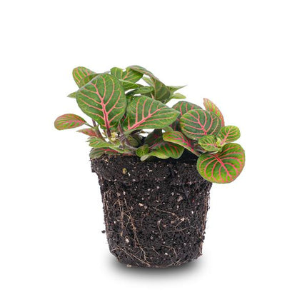 Fittonia Bubble Red - Plante mosaïque - Rouge et verte - Ø8cm