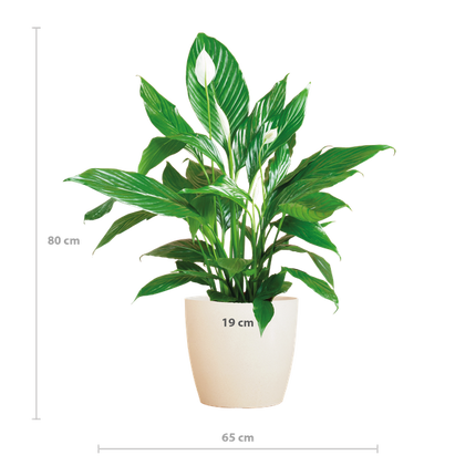 Spathiphyllum with Viber white - Peace Lily - ↕80cm - Ø21cm