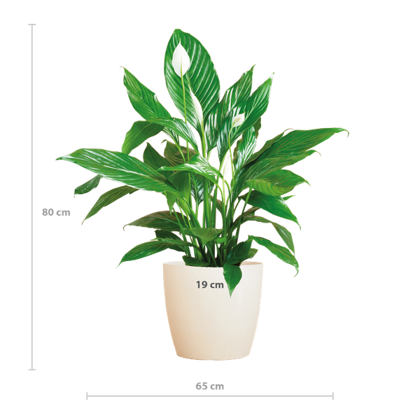 Spathiphyllum met Viber wit - Lepelplant - ↕80cm - Ø21cm