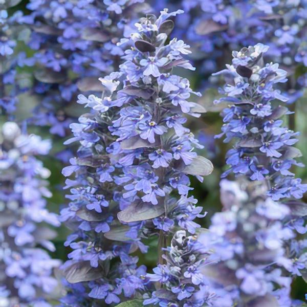 Ajuga Reptans - ↕10-25cm - Ø9cm - Kruipend Zenegroen - Bodembedekker - 6x