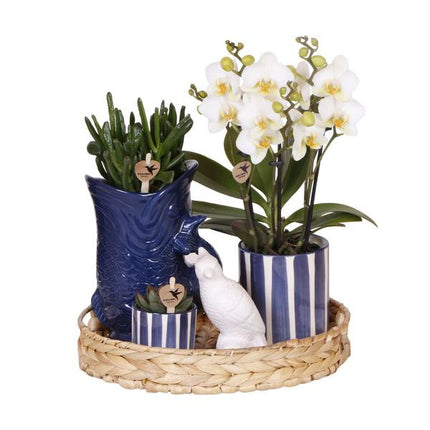 Kolibri Company | Mediterranes Sonnenuntergangs-Pflanzenset | Weiße Phalaenopsis-Orchidee Lausanne und Sukkulenten inkl. dekorativer Keramiktöpfe