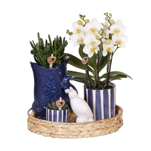 Kolibri Company | Set di piante "Tramonto Mediterraneo" | Orchidea Phalaenopsis bianca Lausanne e piante grasse, inclusi vasi decorativi in ​​ceramica.