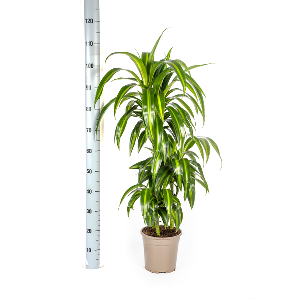 Dracaena Deremensis Hawaiian Sunshine - ↕100cm - Ø21cm