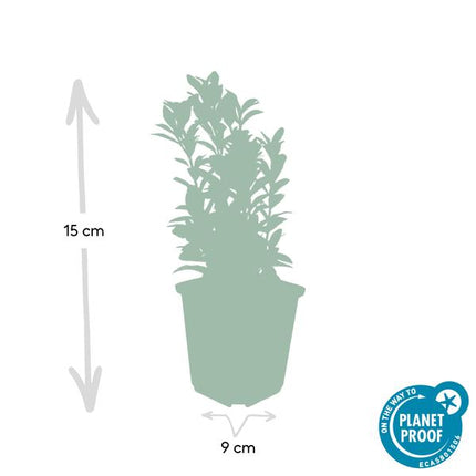 Euonymus japonicus Green Spire - Buis de remplacement - ↕10-25 cm - Ø9 cm - 60x
