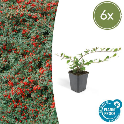 Cotoneaster dammeri - Níspero enano - ↕10-25cm - Ø9cm - 6x