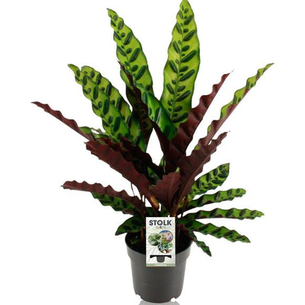 Calathea Lancifolia Insignis - ↕45cm - Ø14cm