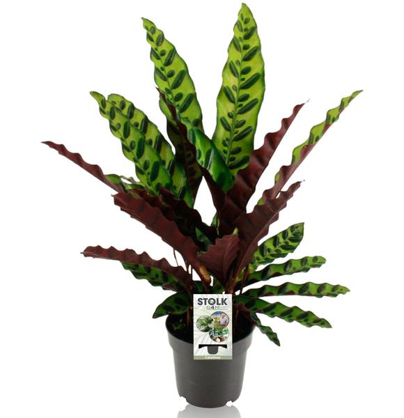 Calathea Lancifolia Insignis - ↕45cm - Ø14cm