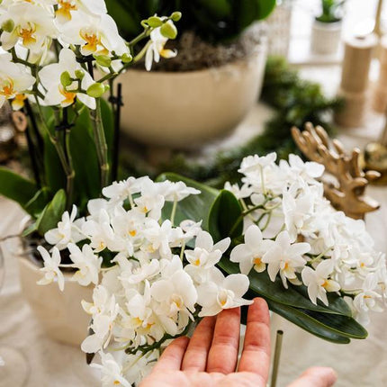 Set of plants + decorative pots for dinner table setting - Ø9cm & Ø6cm | flowering houseplants